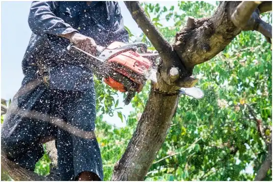 tree services Indiana